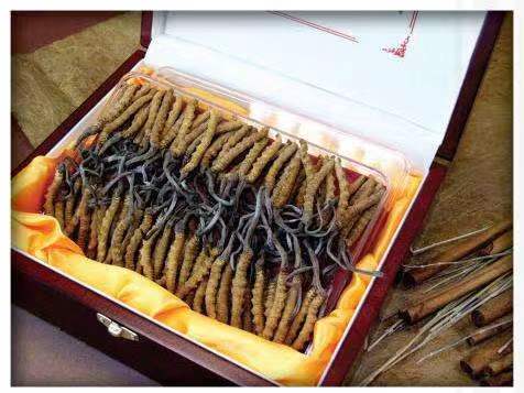 印江冬虫夏草回收